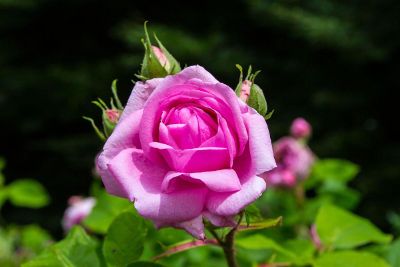 beautiful rose