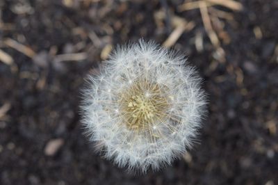 dandelion in soil