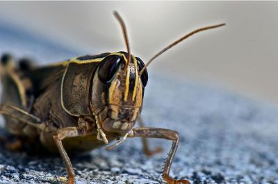 close up of grasshopper