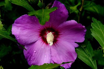 purple hibiscus flower with water droplets