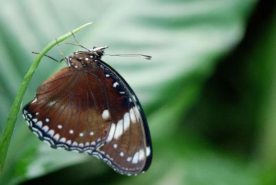 brown butterfly on a stem