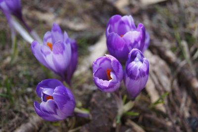 purple daffodils