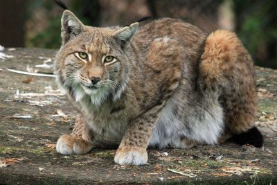 bobcat on a rock