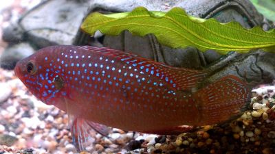 fish in an aquarium