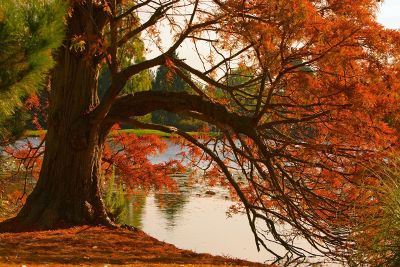 colourful tree