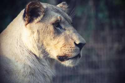 female lion