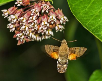 flying moth
