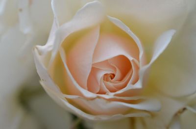 close up of white rose