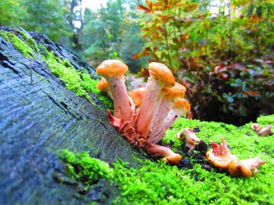 mushrooms and moss