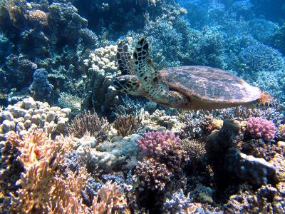 turtle swimming in the reef