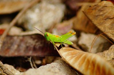 a grasshopper in nature