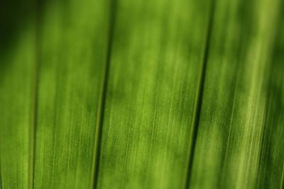 closeup of green plant