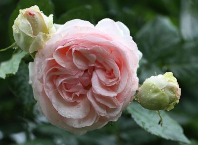 large pink rose with buds