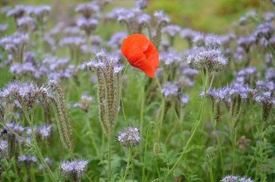 one red flowe among blue ones