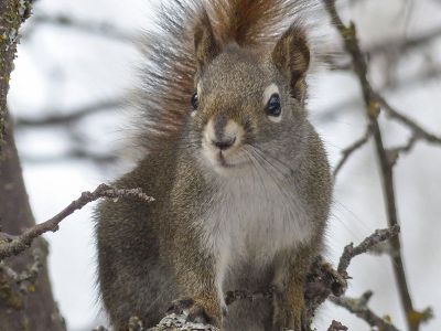 squirrel in winter