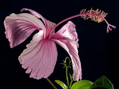 dry hibiscus