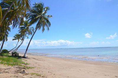 beach with tree and sea