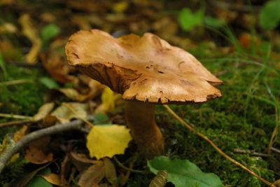 flat mushroom