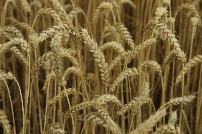 close up photograph of golden wheat