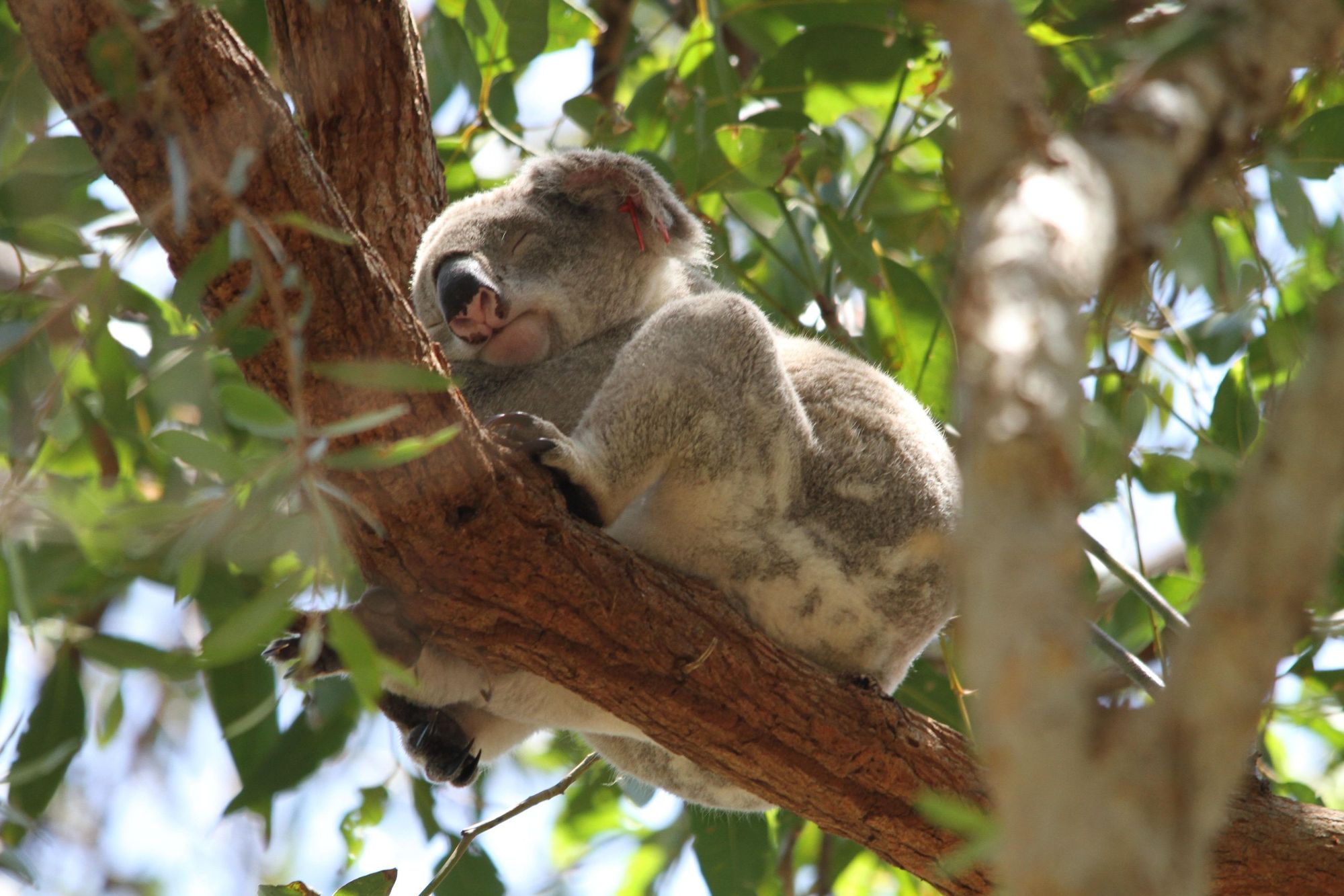 sleeping koala wallpaper