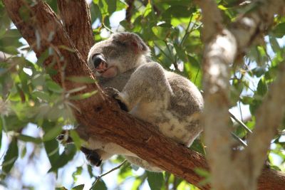 sleeping koala