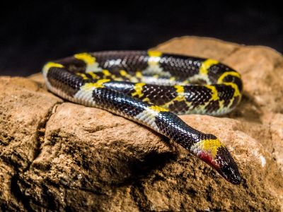 snake in a rock