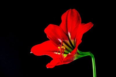 red flower with black background