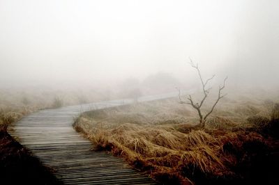 wooden sidewalk through foggy marsh