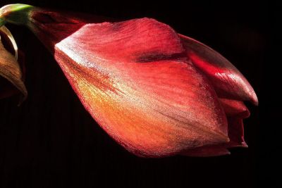 flower petals facing outward