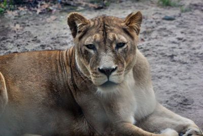 lioness lying down