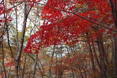 red trees