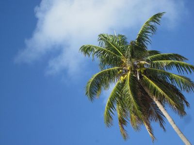 coconut tree