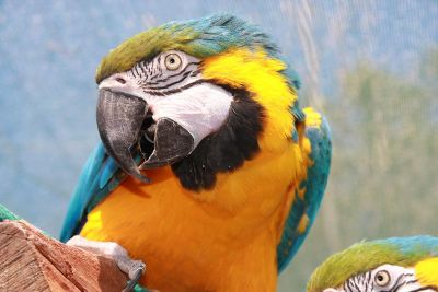 parrots on wood