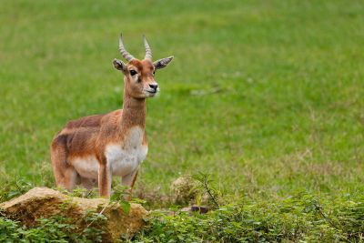 antelope standing in field