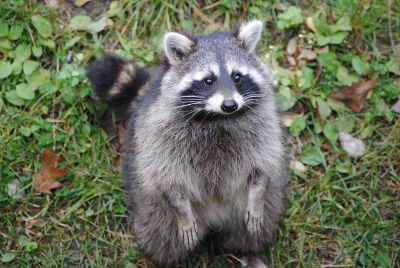 sweet raccoon