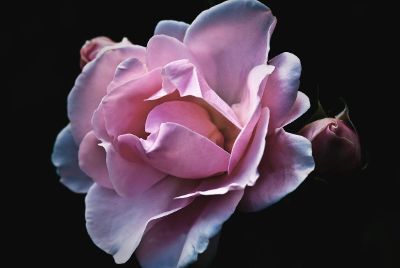 beautiful pink rose and rosebuds