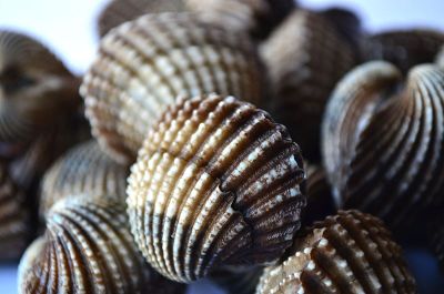 small seashells
