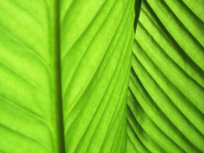 close up leaves