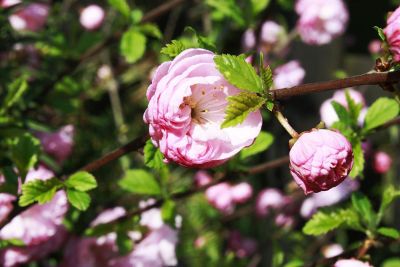 pink flowers in bloom