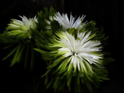 green and white flowers