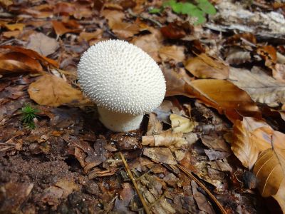 white mushroom on forest floor