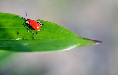 red bug on leaf