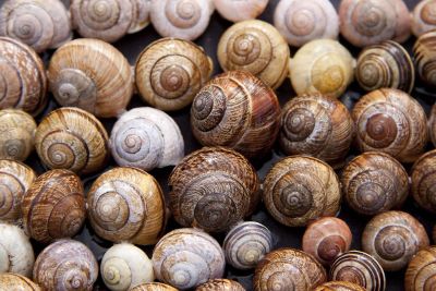 rows of snails