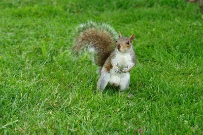 squirrel portrait