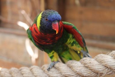 parrot on rope