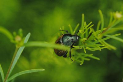 a bug on a branch