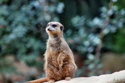 meerkat standing