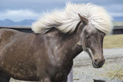 brown horse with white mane