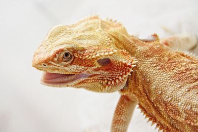 close up of a bearded dragon lizard