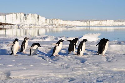 penguins walking near glacier lake